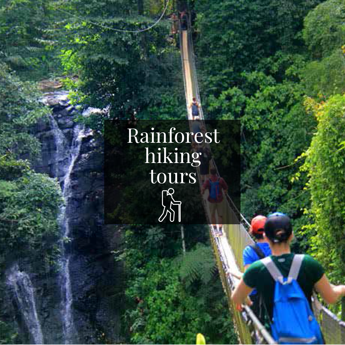 Rainforest hiking tours